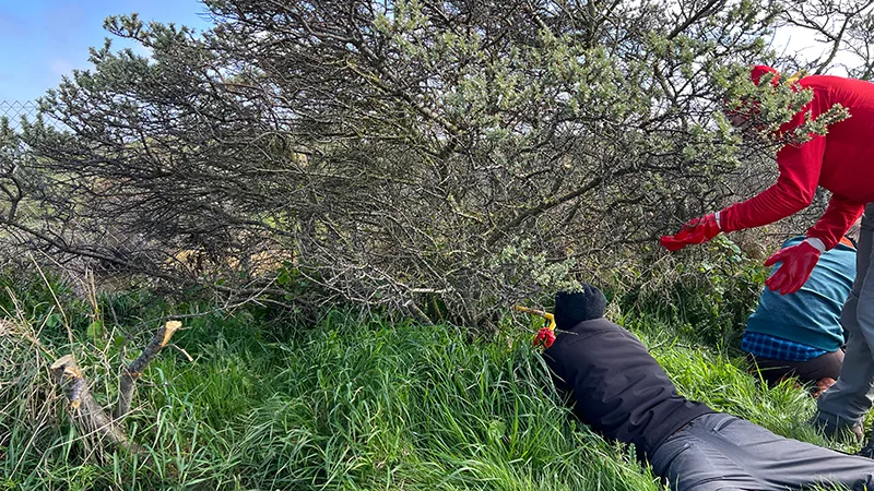 Dublin Bay Biosphere. Irish Scouts & YBPF Battle Buckthorn